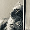 Chamallow a rejoint le concours — aidez-le/la à gagner de superbes lots ! cat, animal, pet, feline, whiskers, fur, closeup, window, portrait, monochrome, black_and_white, soft_light, side_profile, domestic_cat, relaxed, indoor, curious, calm, mammal, looking_out