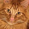 cat, orange_tabby, close_up, fluffy_fur, golden_eyes, whiskers, pet, feline, portrait, cute, animal, mammal, indoors, fur_texture, nose, ears, face, domestic_cat, whiskers_closeup, curious