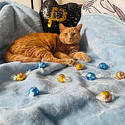 Plume a rejoint le concours — aidez-le/la à gagner de superbes lots ! animal, bed, blanket, blue_blanket, candy, cat, cozy, cute, domestic_cat, feline, indoor, lying_down, orange_cat, pet, pillow, relaxed, sequined_pillow, soft_texture, tabby, wrapped_candy
