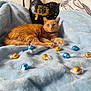 animal, bed, blanket, blue_blanket, candy, cat, cozy, cute, domestic_cat, feline, indoor, lying_down, orange_cat, pet, pillow, relaxed, sequined_pillow, soft_texture, tabby, wrapped_candy