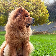 Vaiana participe au concours pour gagner de l'argent avec cette photo : dog, canine, fluffy, long_hair, brown_fur, profile, sitting, outdoor, garden, grass, lawn, trees, leaves, nature, portrait, side_view, animal, pet, mane, regal