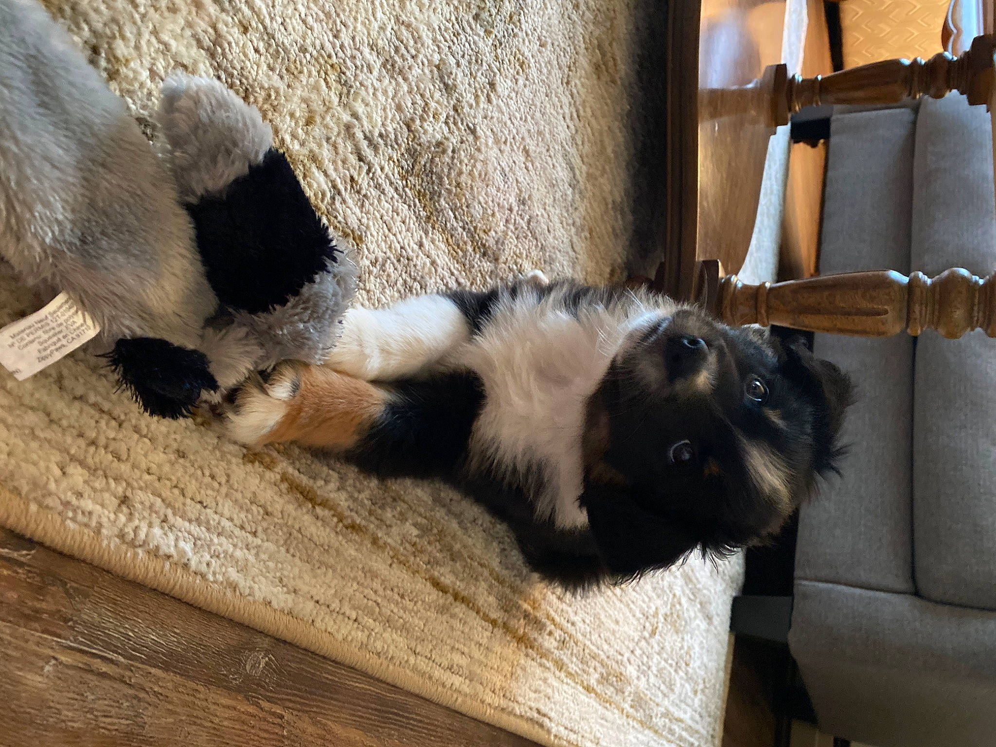 Easton joined the competition — help win amazing prizes! canidae, carnivore, dog, dog_breed, fawn, mammal, paw, sporting_group