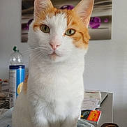 Muscle participe au concours pour gagner de l'argent avec cette photo : bottle, calm, cat, closeup, curious, domestic, ears, feline, fur, household_items, indoor, looking, orange_and_white, painting, pet, portrait, sitting, soft_surface, table, whiskers