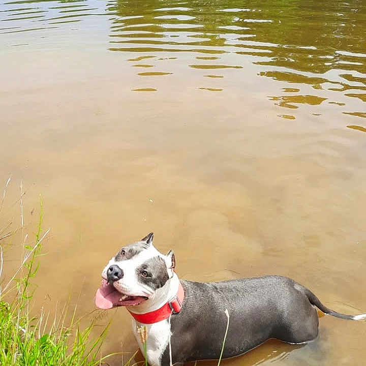 Xeena joined the competition — help win amazing prizes! animal, canine, collar, dog, friendly, grass, happy, looking_up, muddy_water, nature, outdoor, pet, playful, reflection, ripples, shallow_water, smiling, summer, tongue_out, water
