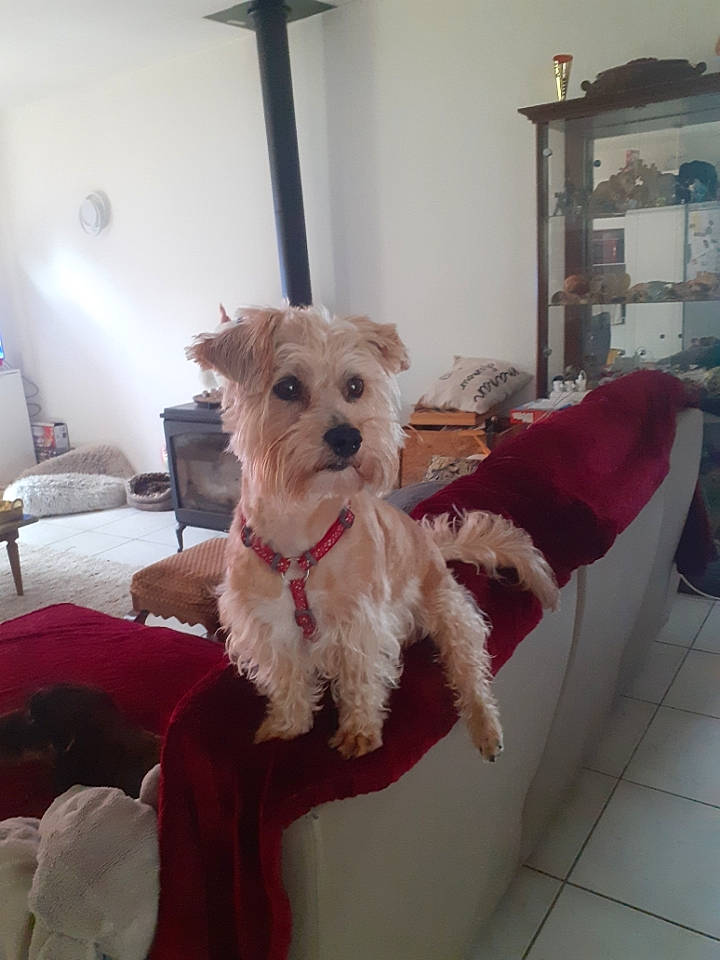 Pablo participe au concours pour gagner de l'argent avec cette photo : carnivore, chair, collar, comfort, companion_dog, dog, dog_breed, dog_clothes, dog_collar, dog_supply, fawn, flooring, pet_supply, room, small_terrier, snout, sporting_group, terrier, toy_dog, working_animal