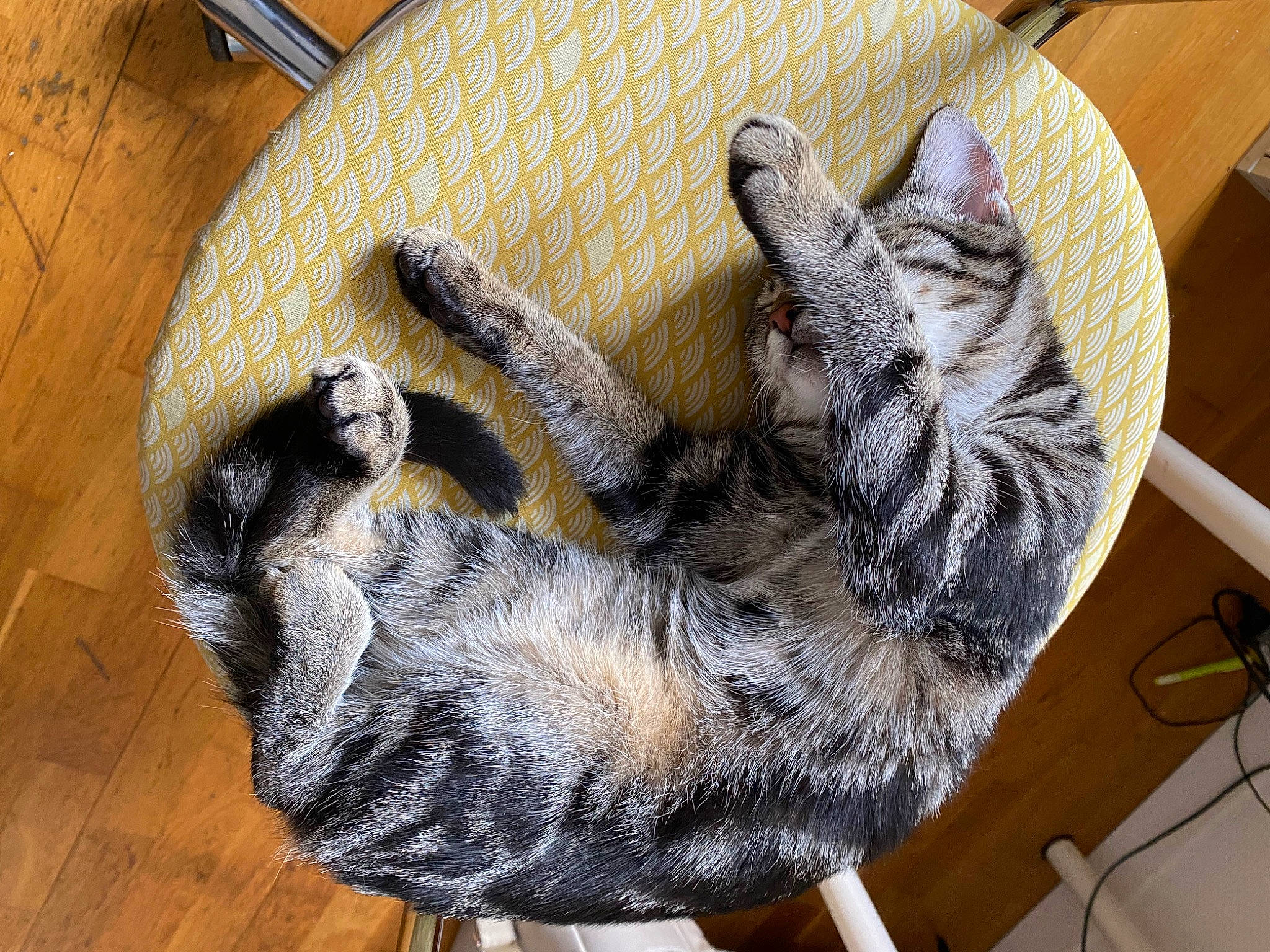 Emmy a rejoint le concours — aidez-le/la à gagner de superbes lots ! carnivore, cat, claw, comfort, domestic_short_haired_cat, felidae, flooring, fur, grey, hardwood, nap, paw, small_to_medium_sized_cats, snout, sporting_group, tail, whiskers, wood