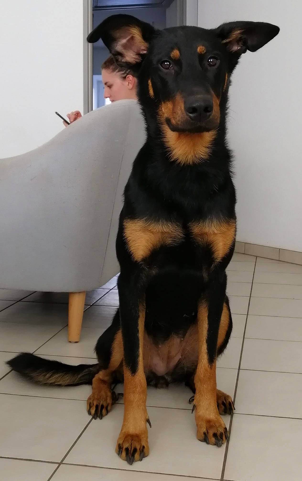 Oona a rejoint le concours — aidez-le/la à gagner de superbes lots ! beauceron, black_and_tan_terrier, canidae, carnivore, companion_dog, dog, dog_breed, english_toy_terrier, german_pinscher, huntaway, jagdterrier, mammal, manchester_terrier, pinscher, prazsky_krysarik, rare_breed_dog, smaland_hound, snout, toy_manchester_terrier, vertebrate