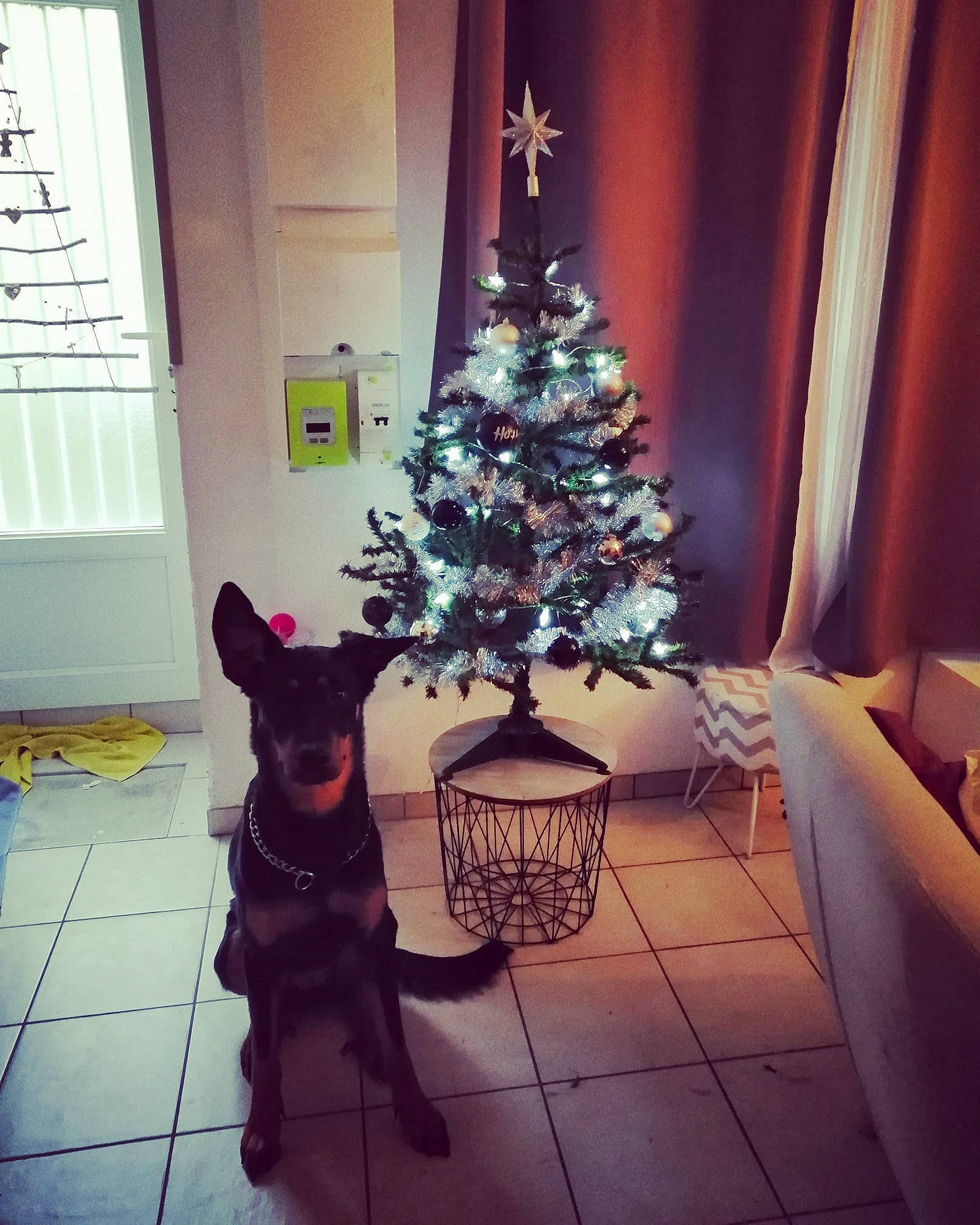Oona participe au concours pour gagner de l'argent avec cette photo : canidae, carnivore, christmas, christmas_decoration, christmas_eve, christmas_ornament, christmas_tree, dog, fir, guard_dog, holiday, home, houseplant, interior_design, living_room, plant, room, schipperke, tree