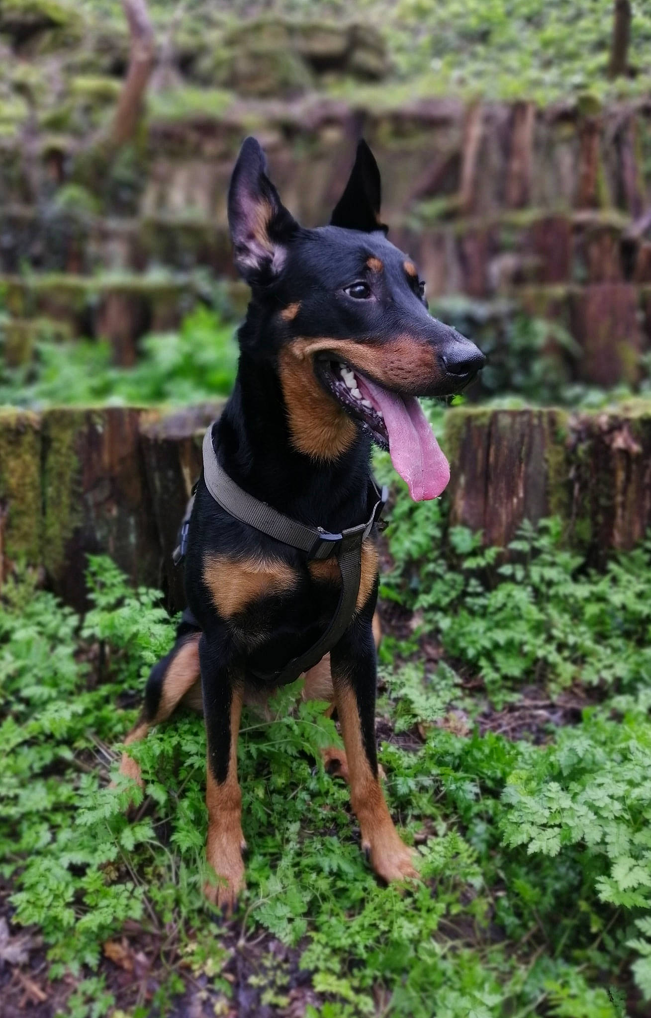 Oona participe au concours pour gagner de l'argent avec cette photo : australian_kelpie, beauceron, black_and_tan_terrier, canidae, carnivore, dobermann, dog, dog_breed, english_toy_terrier, german_pinscher, guard_dog, mammal, manchester_terrier, miniature_pinscher, pinscher, prazsky_krysarik, rare_breed_dog, toy_manchester_terrier, vertebrate, working_dog
