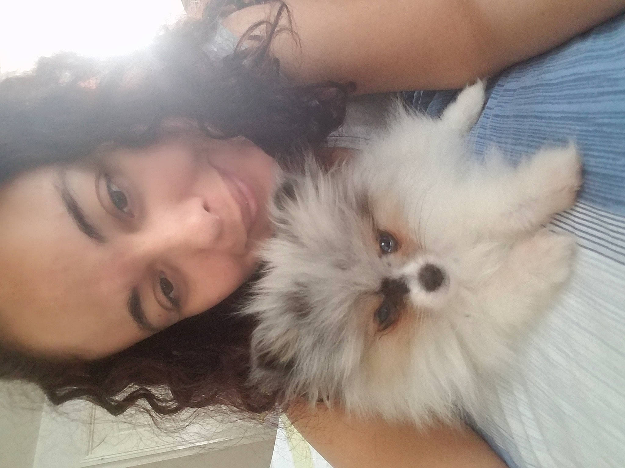 Blueberry is registered to the contest to win money with this photo: canidae, carnivore, companion_dog, dog, dog_breed, ear, eye, face, fur, head, iris, nose, pomeranian, puppy, puppy_love, shih_tzu, skin, snout, spitz, whiskers