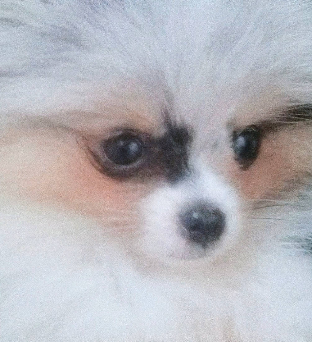 Blueberry is registered to the contest to win money with this photo: canidae, carnivore, companion_dog, dog, dog_breed, eye, german_spitz, german_spitz_klein, german_spitz_mittel, head, mammal, nose, pomeranian, puppy, skin, snout, spitz, vertebrate, volpino_italiano, whiskers