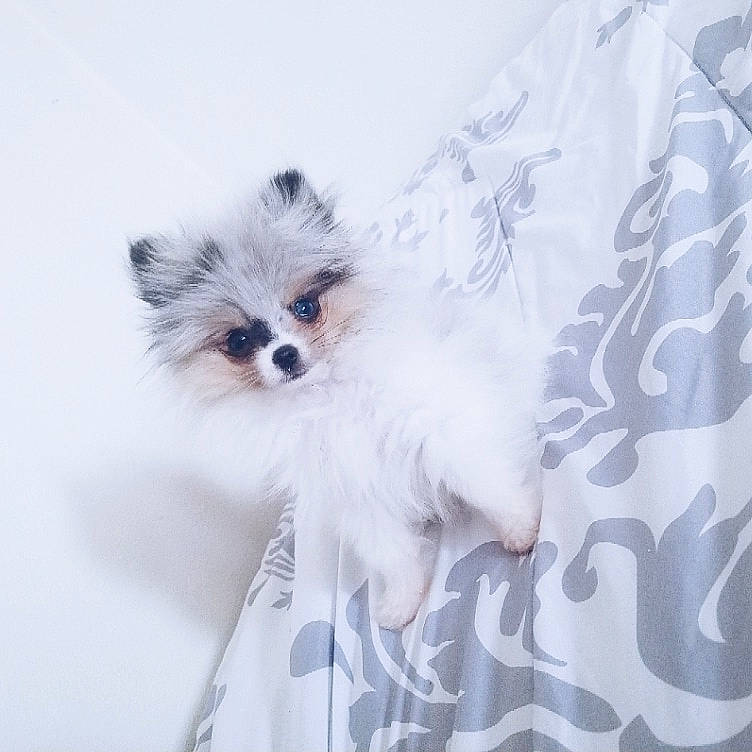 Blueberry is registered to the contest to win money with this photo: canidae, carnivore, companion_dog, dog, dog_breed, fur, papillon, pomeranian, puppy, spitz, toy_dog, whiskers