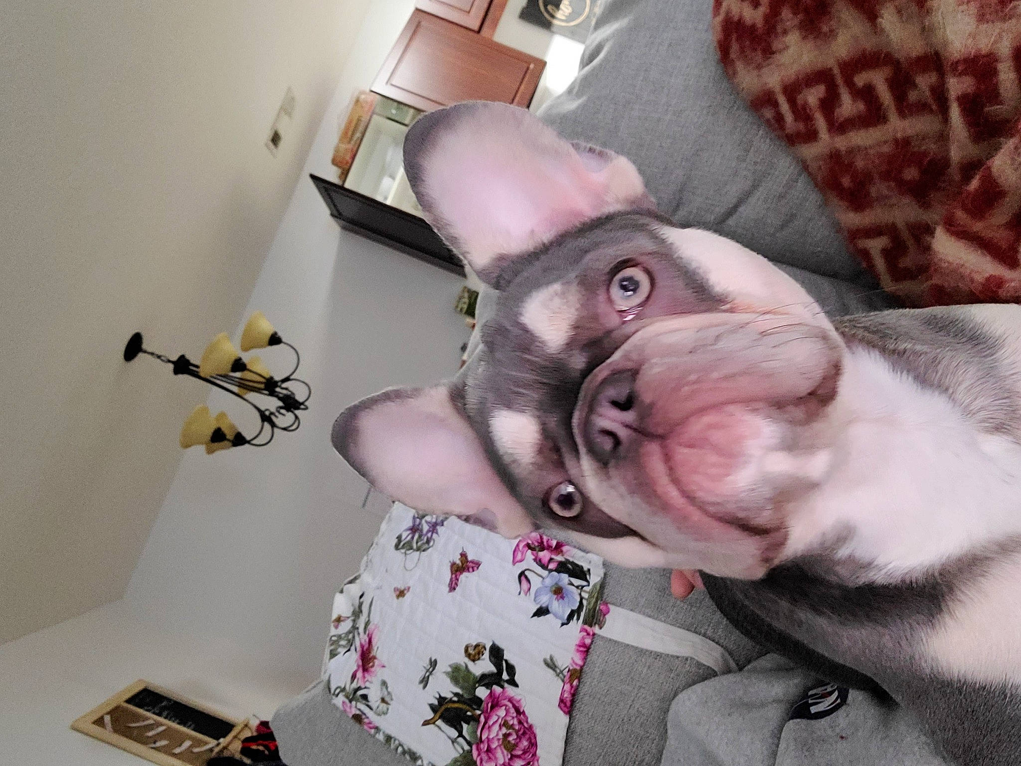 Toph is registered to the contest to win money with this photo: bulldog, carnivore, collar, comfort, companion_dog, dog, dog_breed, ear, fawn, flesh, fur, non_sporting_group, pink, snout, whiskers, working_animal, wrinkle