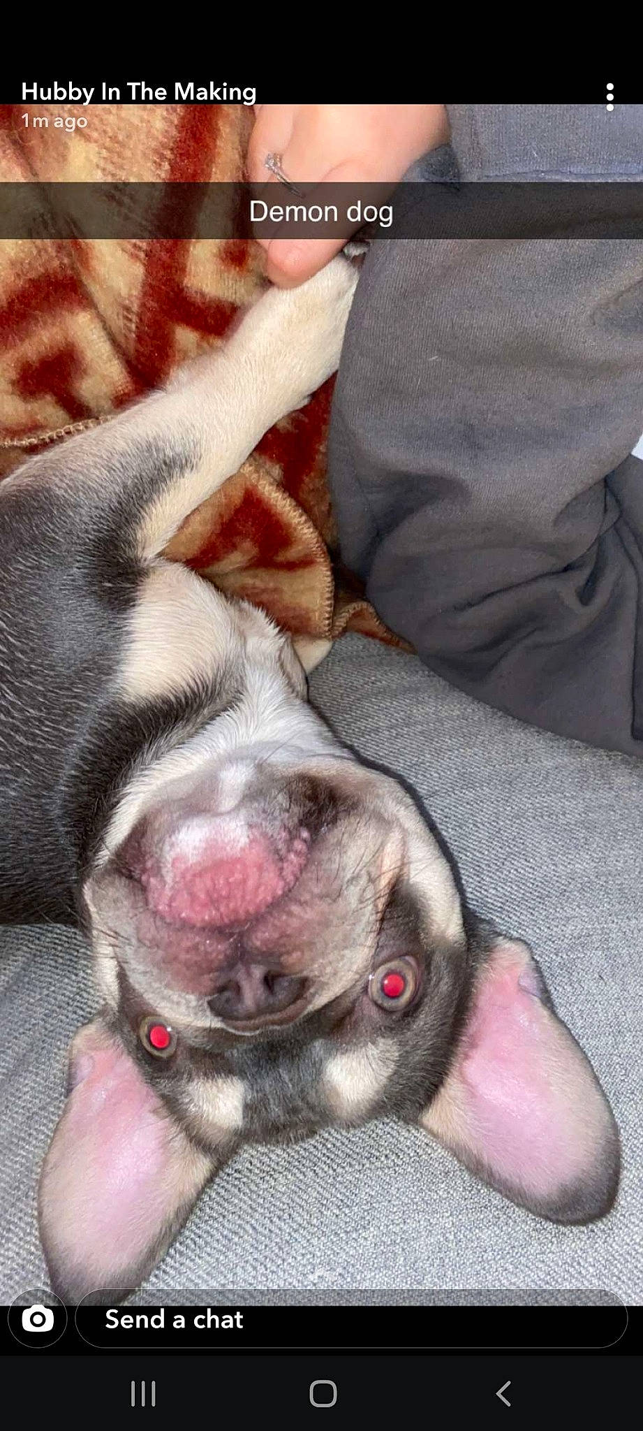 Toph joined the competition — help win amazing prizes! canidae, carnivore, comfort, companion_dog, dog, dog_breed, ear, fang, fawn, flesh, fur, grey, jaw, liver, paw, snout, sporting_group, whiskers, working_animal, wrinkle