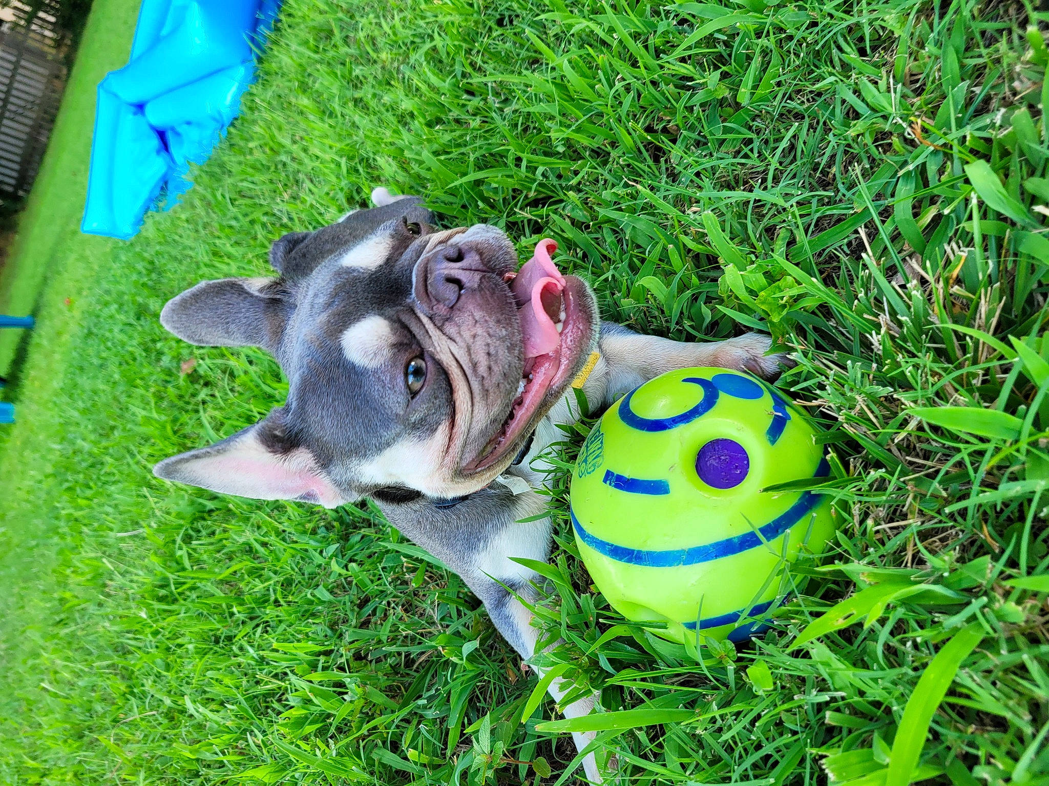 Toph is registered to the contest to win money with this photo: ball, carnivore, companion_dog, dog, dog_breed, dog_supply, electric_blue, fawn, football, grass, groundcover, lawn, personal_protective_equipment, snout, sports_equipment, sports_toy, terrestrial_animal, toy, toy_dog, working_animal