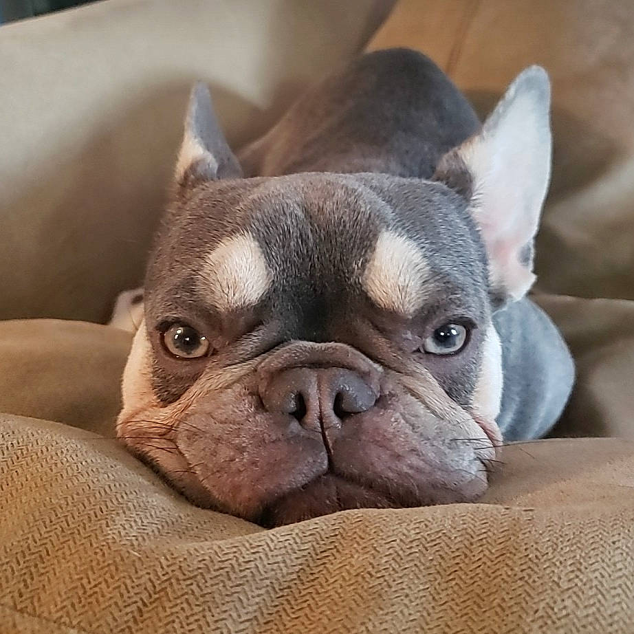 Toph is registered to the contest to win money with this photo: bored, bulldog, canidae, carnivore, close_up, comfort, companion_dog, dog, dog_breed, ear, eye, fawn, french_bulldog, snout, sporting_group, terrestrial_animal, toy_dog, whiskers, working_animal, wrinkle