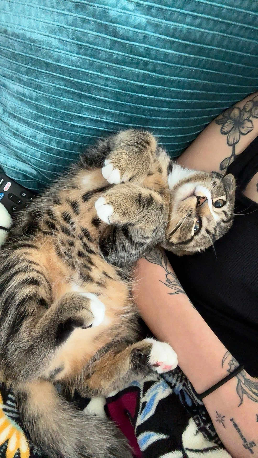Bug joined the competition — help win amazing prizes! cat, tabby, pet, animal, feline, relaxed, tattoo, arm, cushion, blanket, indoor, cute, fur, whiskers, paw, claws, striped, domestic, resting, cozy
