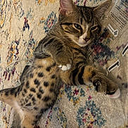 Bug is registered to the contest to win money with this photo: cat, tabby, spotted, lying_down, belly_up, carpet, rug, indoor, pet, animal, whiskers, fur, relaxed, cute, mammal, claws, ears, plastic_bag, cable, home