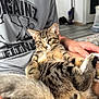 Bug joined the competition — help win amazing prizes! cat, tabby_cat, person, lap, indoor, shirt, text_on_clothing, vacuum_cleaner, floor, rug, hand, relaxed, pet, animal, feline, striped, casual, home, comfort, resting