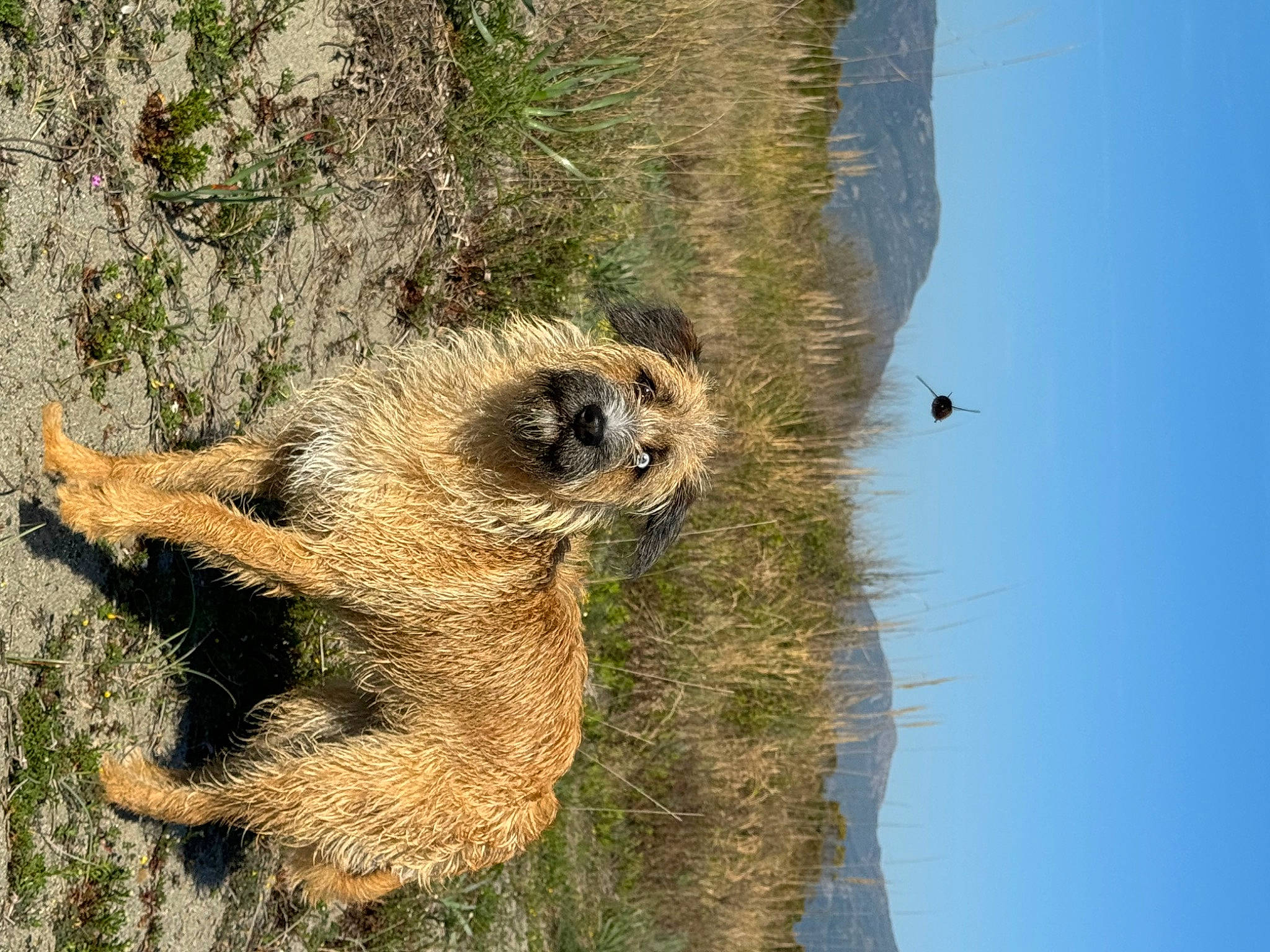 Laïa participe au concours pour gagner de l'argent avec cette photo : bird, carnivore, fawn, fur, grass, grass_family, plant, rodent, sky, snout, squirrel, tail, terrestrial_animal, tree, trunk, vegetation, watch, water, wildlife, wood
