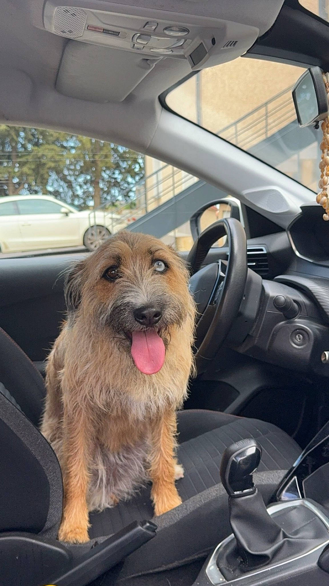 Laïa a rejoint le concours — aidez-le/la à gagner de superbes lots ! auto_part, automotive_design, automotive_exterior, automotive_mirror, car, carnivore, collar, companion_dog, dog, dog_breed, family_car, fur, motor_vehicle, personal_luxury_car, snout, sporting_group, steering_wheel, vehicle, vehicle_door, windshield