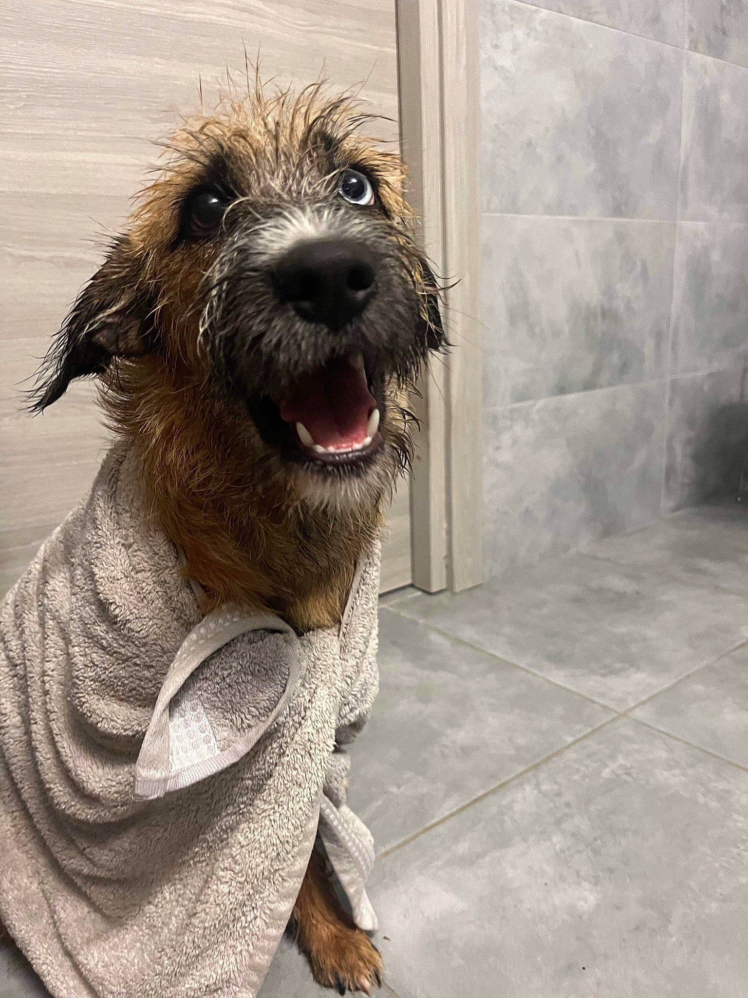 Laïa a rejoint le concours — aidez-le/la à gagner de superbes lots ! art, canidae, carnivore, companion_dog, dog, dog_breed, dog_supply, flooring, fur, liver, small_terrier, snout, sporting_group, terrier, working_animal