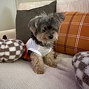 Bella is registered to the contest to win money with this photo: dog, small_dog, pet, canine, fluffy, long_hair, sitting, indoors, sofa, couch, blanket, pillows, plaid, shirt, clothing, living_room, cozy, portrait, companion, cute