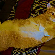 Papa Burgos is registered to the contest to win money with this photo: animal, bedspread, cat, comfortable, cute, domestic_cat, ears, feline, fluffy, fur, indoor, lying_down, orange_tabby, patterned_bed, paws, pet, relaxed, resting, whiskers, wide_eyes