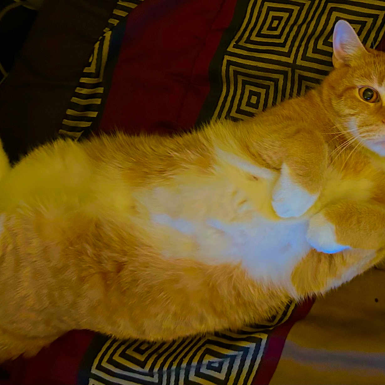 Papa Burgos is registered to the contest to win money with this photo: animal, bedspread, cat, comfortable, cute, domestic_cat, ears, feline, fluffy, fur, indoor, lying_down, orange_tabby, patterned_bed, paws, pet, relaxed, resting, whiskers, wide_eyes