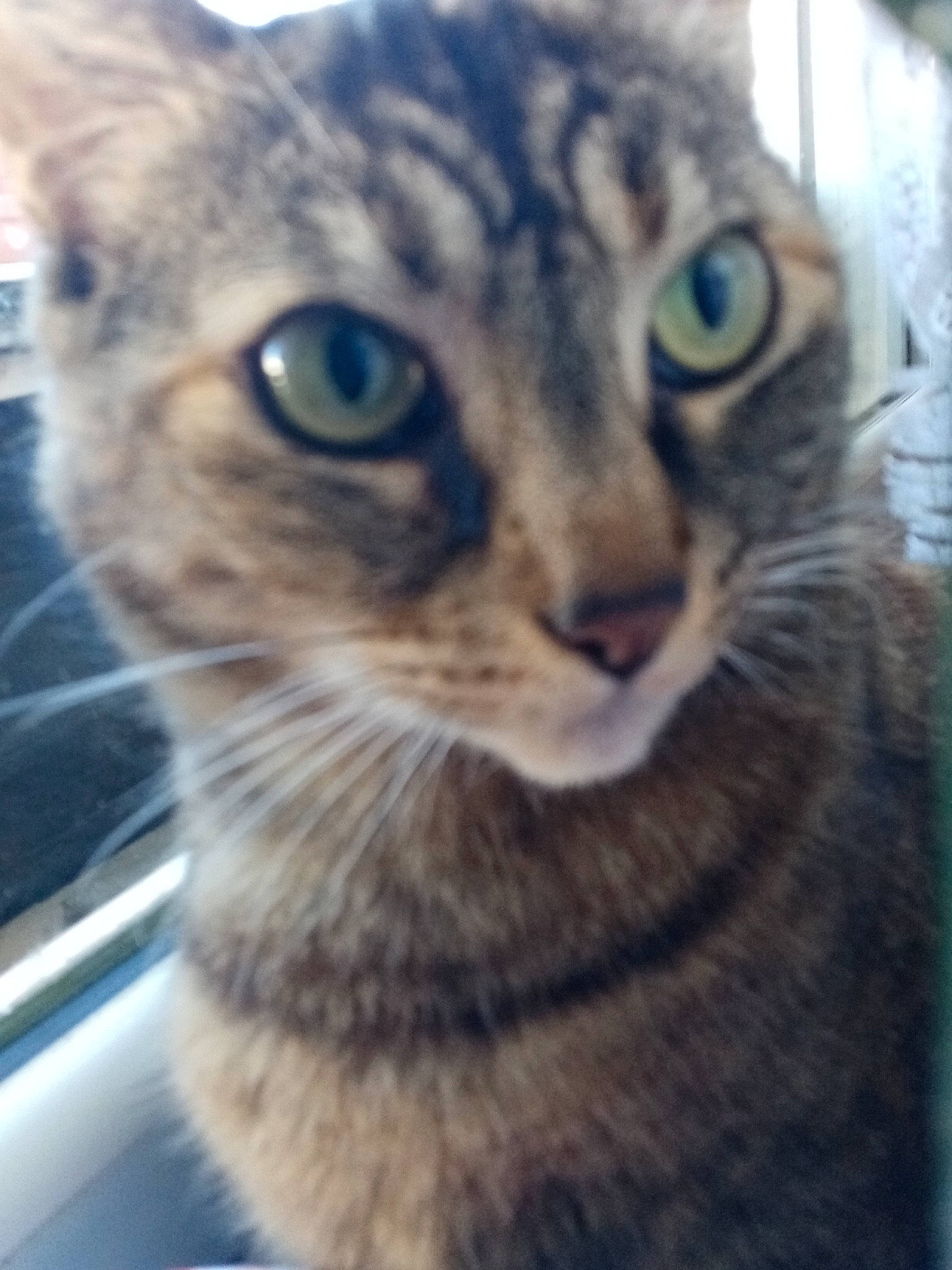 Lila participe au concours pour gagner de l'argent avec cette photo : carnivore, cat, domestic_short_haired_cat, felidae, fur, head, small_to_medium_sized_cats, snout, terrestrial_animal, whiskers