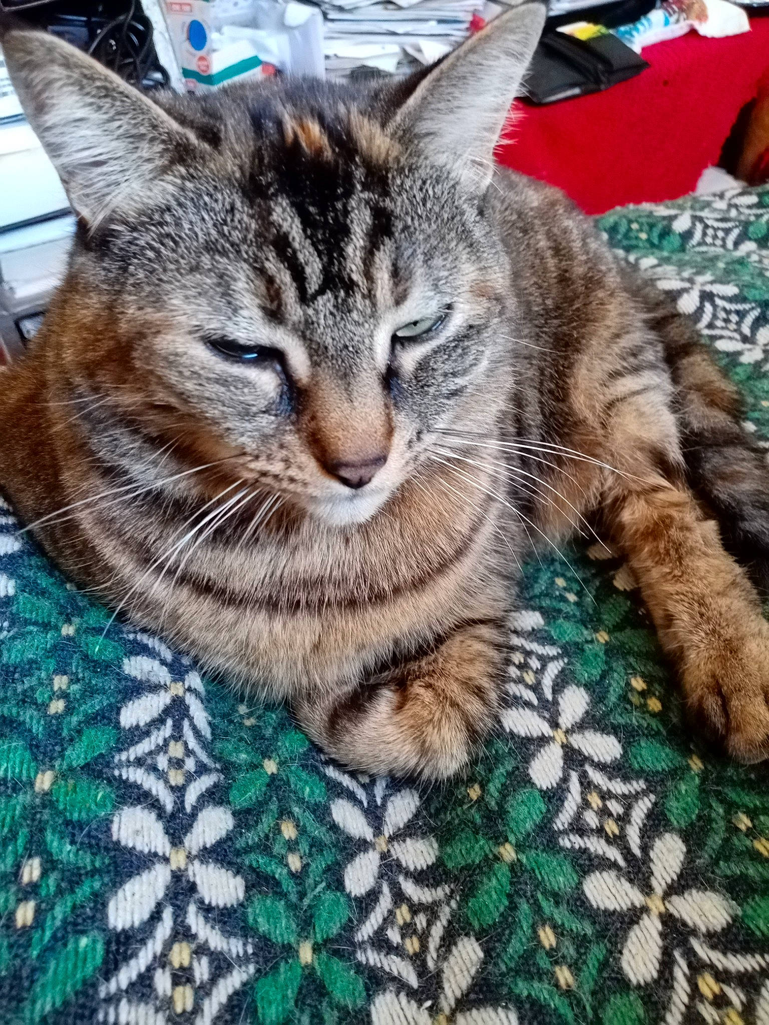 Lila a rejoint le concours — aidez-le/la à gagner de superbes lots ! blue, carnivore, cat, claw, domestic_short_haired_cat, felidae, fur, grass, pattern, paw, photography, plant, small_to_medium_sized_cats, snout, terrestrial_animal, textile, tree, whiskers, woven_fabric