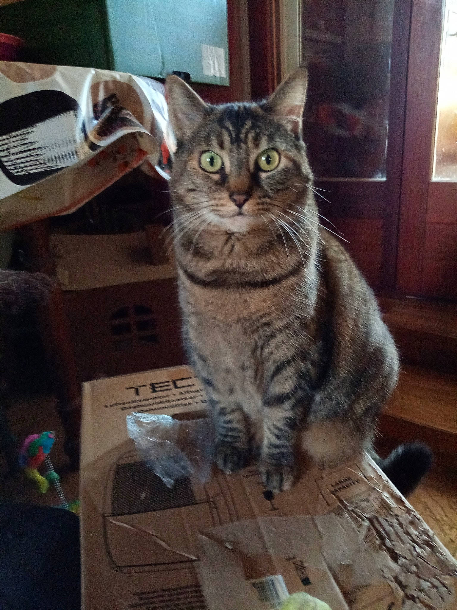 Lila a rejoint le concours — aidez-le/la à gagner de superbes lots ! box, carnivore, cat, computer_keyboard, domestic_short_haired_cat, door, felidae, fur, laptop, paw, shipping_box, sitting, small_to_medium_sized_cats, snout, table, tail, tree, whiskers, window, wood