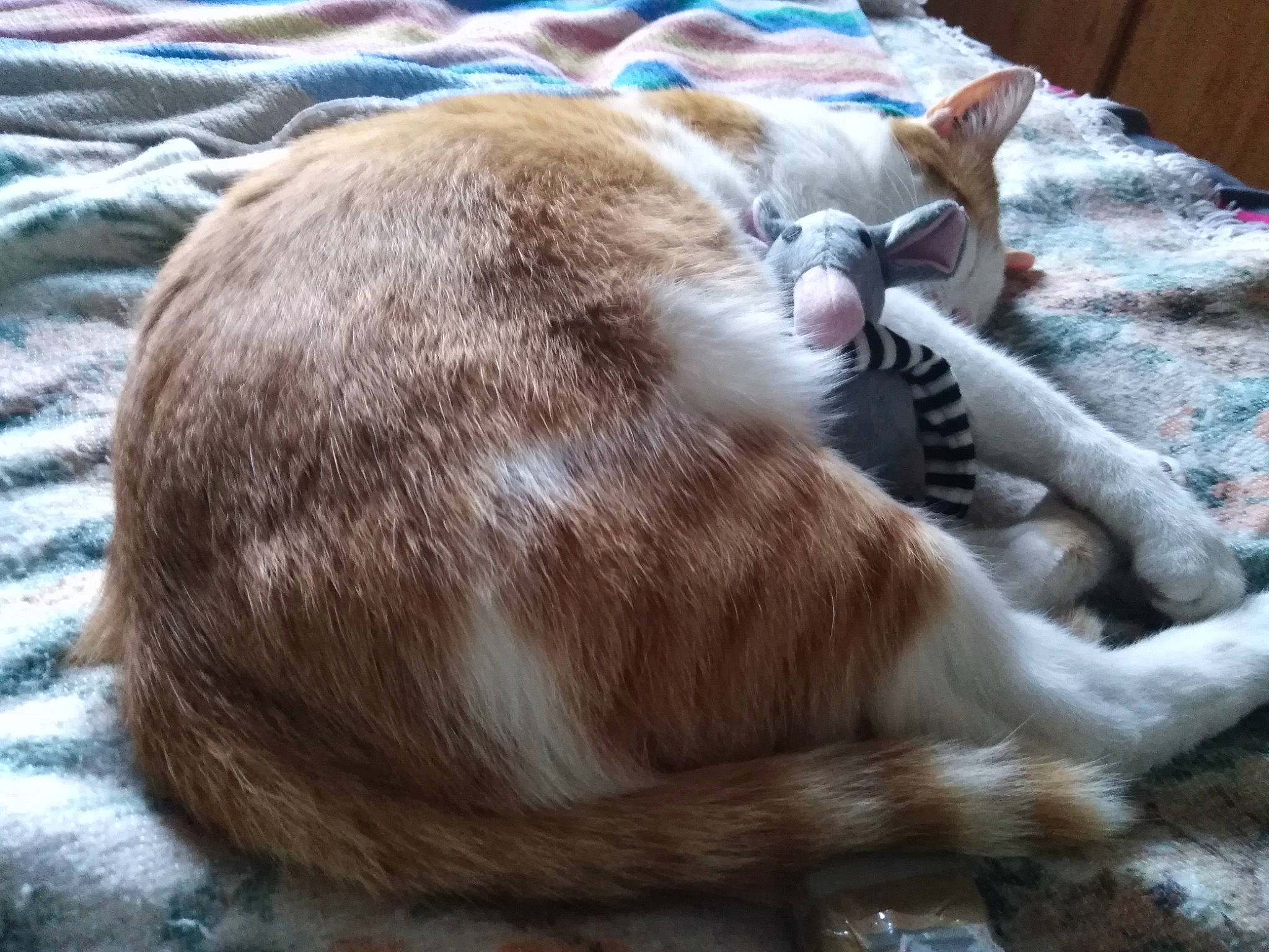 Voyou a rejoint le concours — aidez-le/la à gagner de superbes lots ! carnivore, cat, claw, comfort, companion_dog, dog_breed, domestic_short_haired_cat, fawn, felidae, fur, linens, nap, paw, sleep, small_to_medium_sized_cats, snout, sporting_group, tail, whiskers