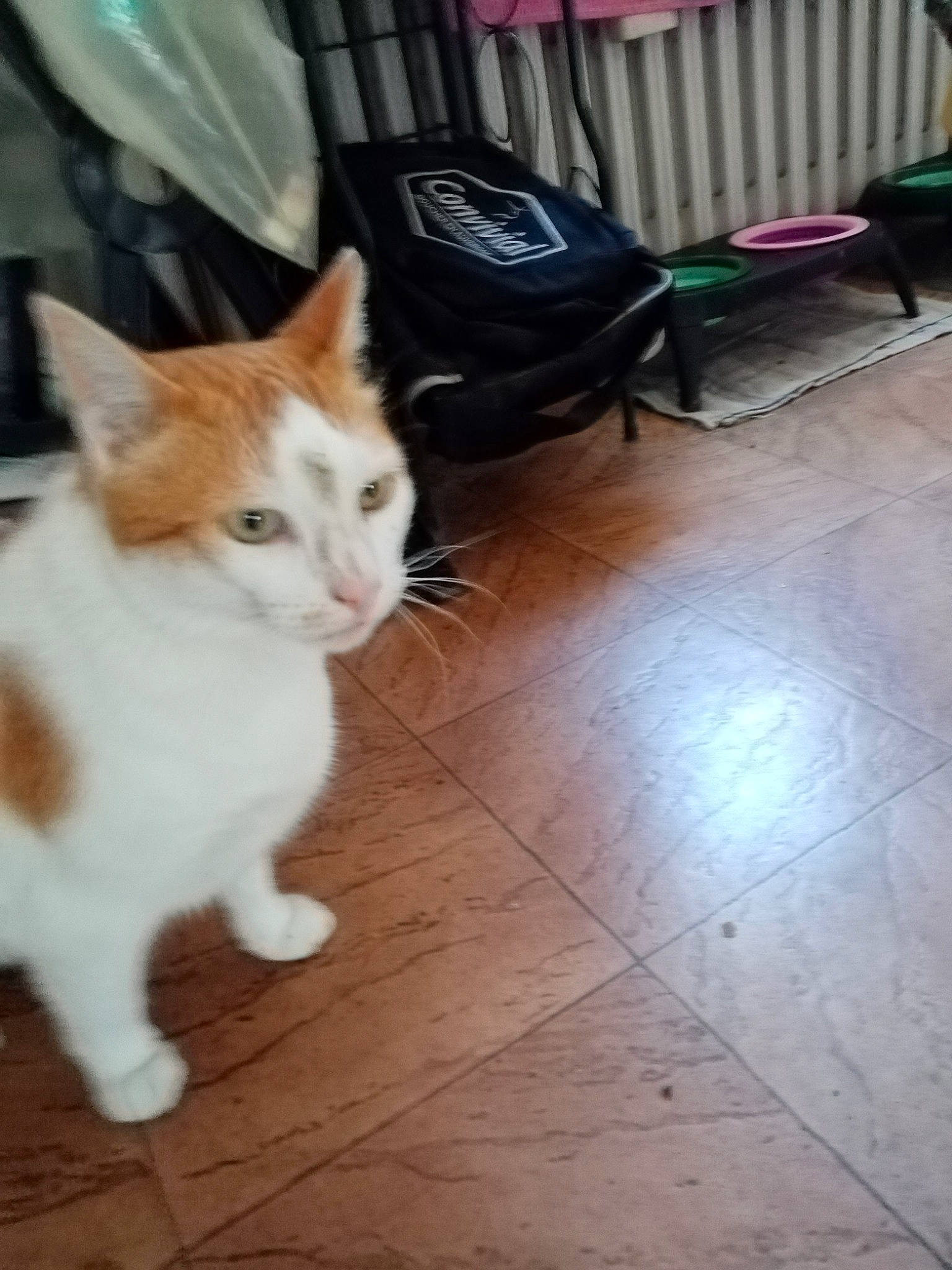 Voyou participe au concours pour gagner de l'argent avec cette photo : carnivore, cat, domestic_short_haired_cat, fawn, felidae, floor, flooring, fur, hardwood, human_leg, laminate_flooring, small_to_medium_sized_cats, snout, tail, tile_flooring, whiskers, white, window, wood, wood_flooring