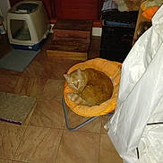 Tom a rejoint le concours — aidez-le/la à gagner de superbes lots ! animal, cat, chair, cozy, curled_up, domestic_cat, eyes_reflecting, floor, furniture, home_interior, indoor, litter_box, orange_cat, orange_color, pet, quiet, resting, small_chair, tile_floor, wooden_steps