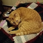 Tom participe au concours pour gagner de l'argent avec cette photo : cat, orange_tabby, blanket, indoor, cozy, feline, sleepy, curled_up, fur, pet, animal, resting, warm, cabinet, home, comfort, striped, cute, relaxed, domestic_cat