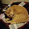 cat, orange_tabby, blanket, indoor, cozy, feline, sleepy, curled_up, fur, pet, animal, resting, warm, cabinet, home, comfort, striped, cute, relaxed, domestic_cat