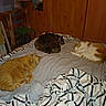 animal, bed, blanket, cat, chair, cozy, domestic, furniture, indoor, orange_cat, pet, quiet, relaxation, resting, sleeping, striped_blanket, tabby_cat, warm_lighting, white_and_orange_cat, wooden