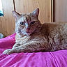 Tom participe au concours pour gagner de l'argent avec cette photo : abyssinian, animal, bed, blanket, cat, closet, couch, cupboard, furniture, hardwood, homedecor, indoors, kitten, linen, manx, pet, plywood, shelf, siamese, wood