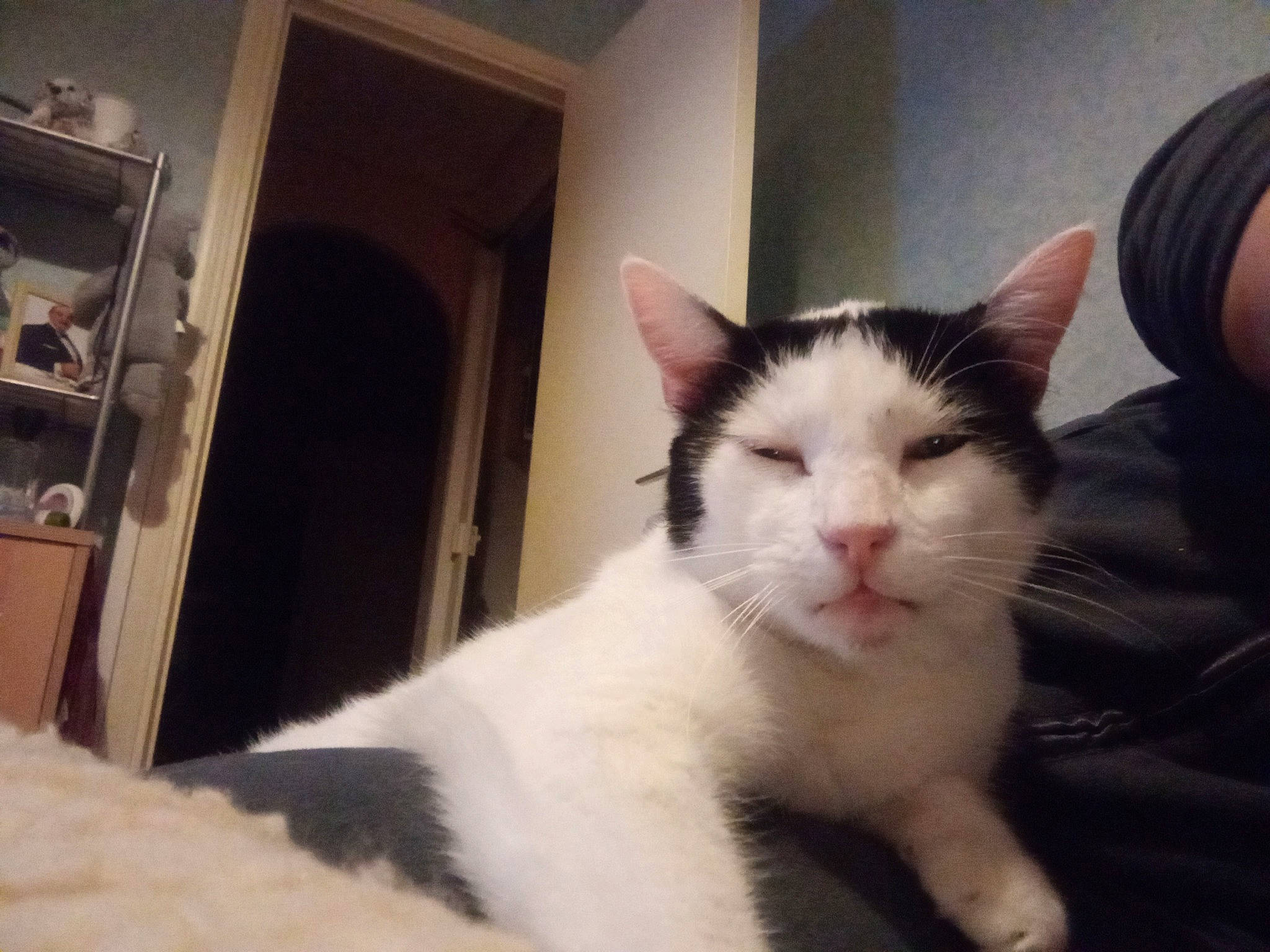 Lili a rejoint le concours — aidez-le/la à gagner de superbes lots ! carnivore, cat, comfort, domestic_short_haired_cat, felidae, fur, paw, shelf, small_to_medium_sized_cats, snout, tail, whiskers, window