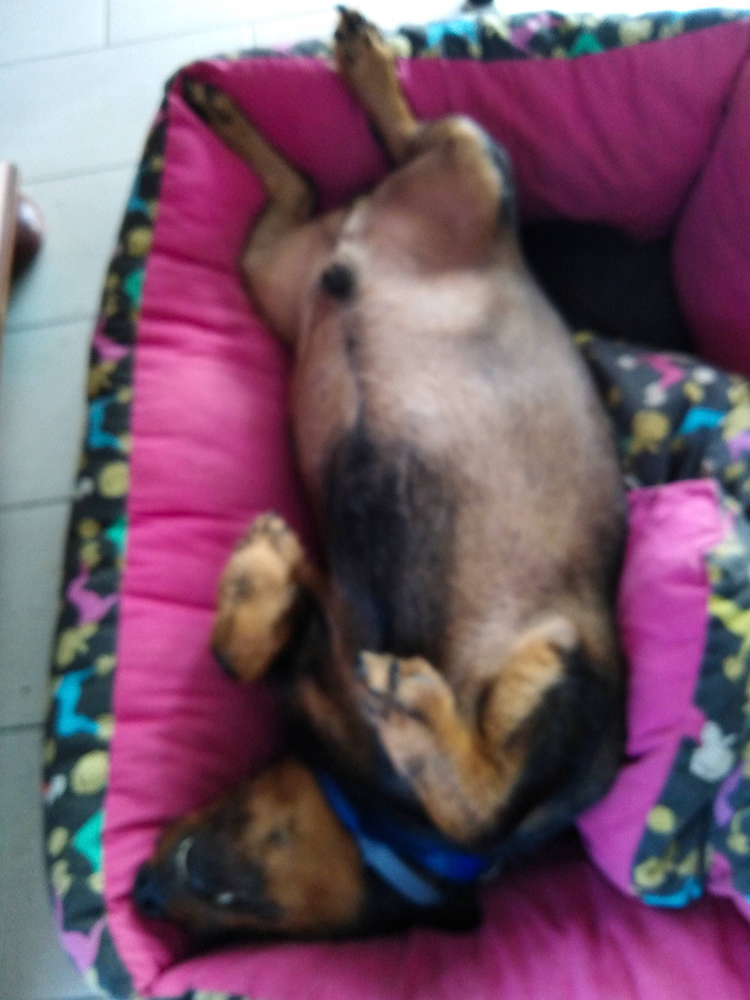 Calin participe au concours pour gagner de l'argent avec cette photo : canidae, carnivore, comfort, companion_dog, dog, dog_bed, dog_breed, dog_supply, fawn, fur, linens, magenta, paw, pet_supply, pink, snout, sporting_group, tail, toy_dog, working_animal