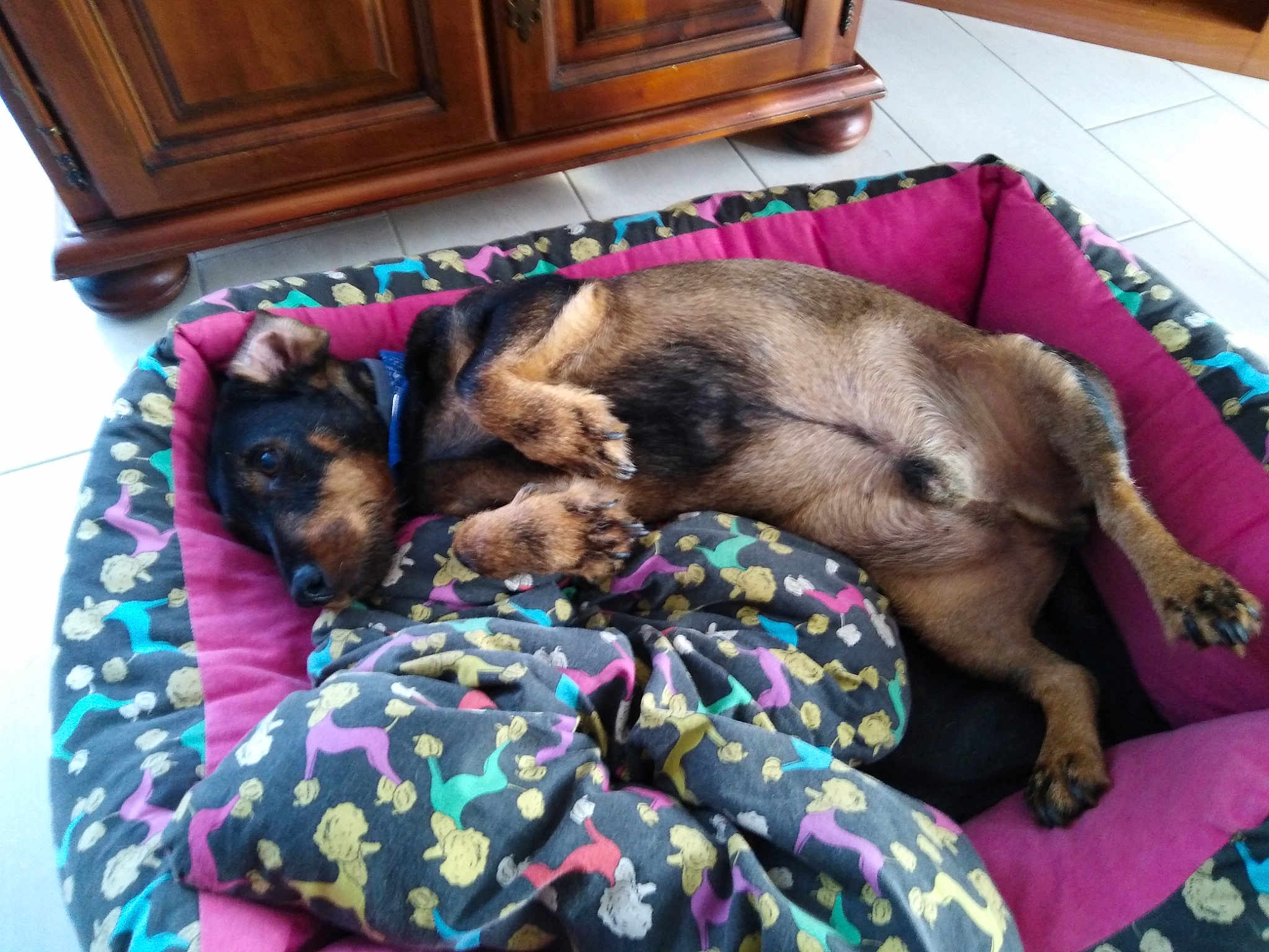Calin