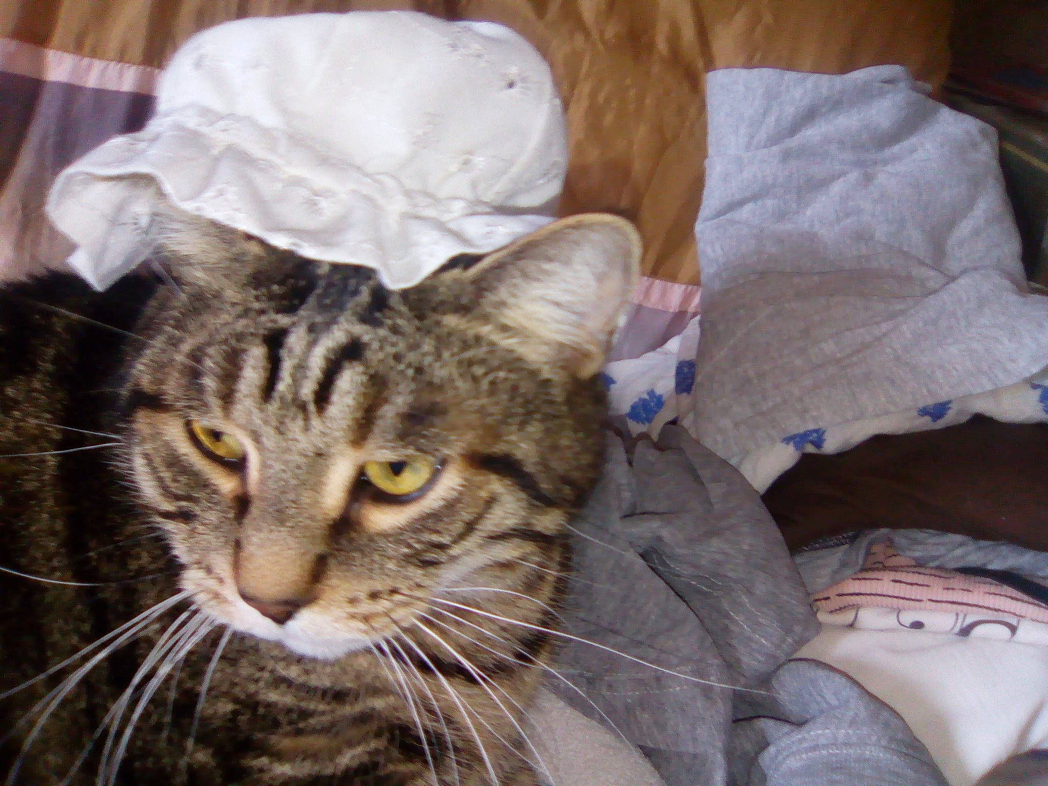 Saxo a rejoint le concours — aidez-le/la à gagner de superbes lots ! carnivore, cat, comfort, domestic_short_haired_cat, ear, felidae, fur, iris, linens, small_to_medium_sized_cats, snout, terrestrial_animal, whiskers