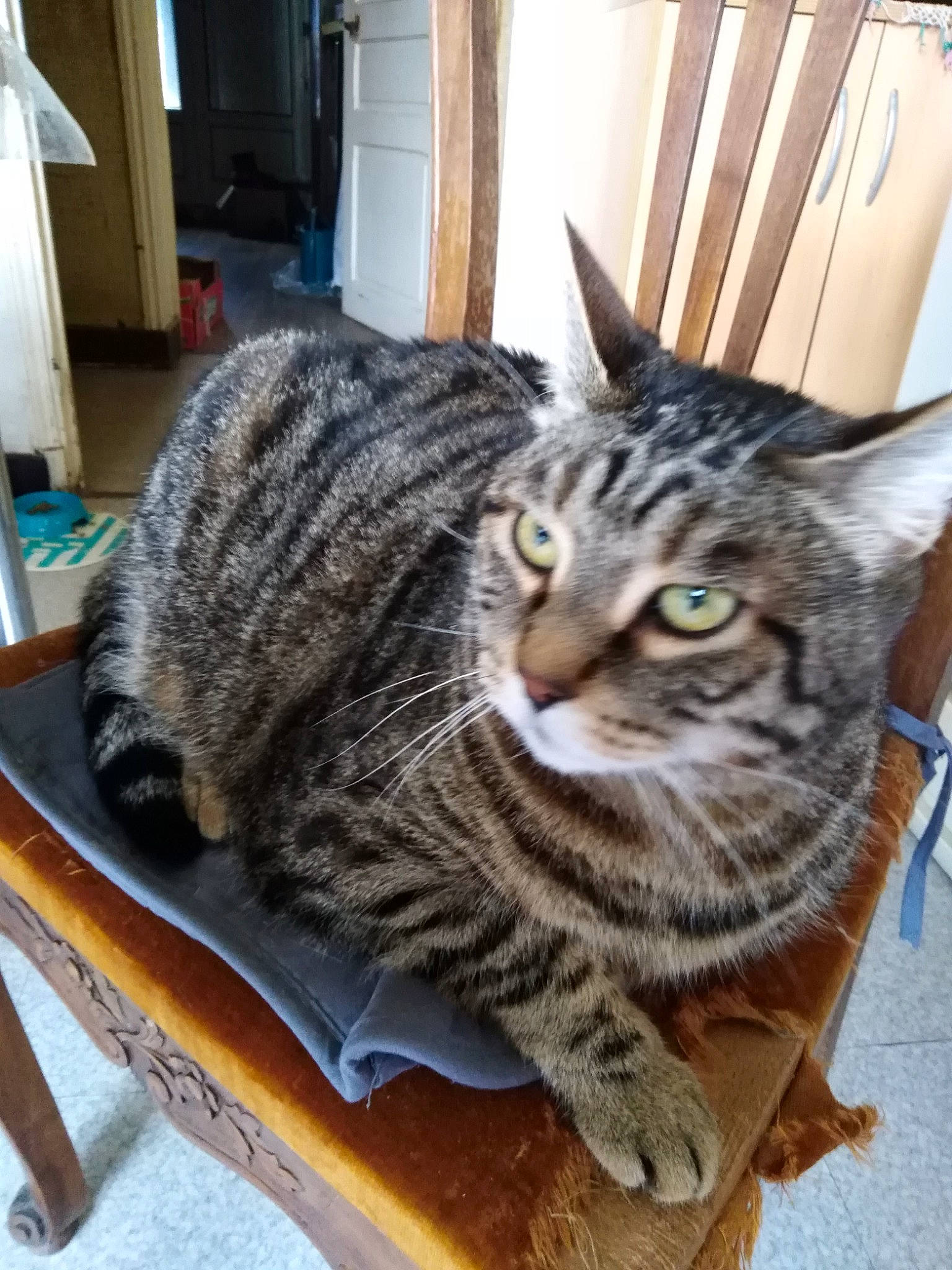 Saxo a rejoint le concours — aidez-le/la à gagner de superbes lots ! carnivore, cat, domestic_short_haired_cat, felidae, fur, sitting, small_to_medium_sized_cats, snout, terrestrial_animal, whiskers, window