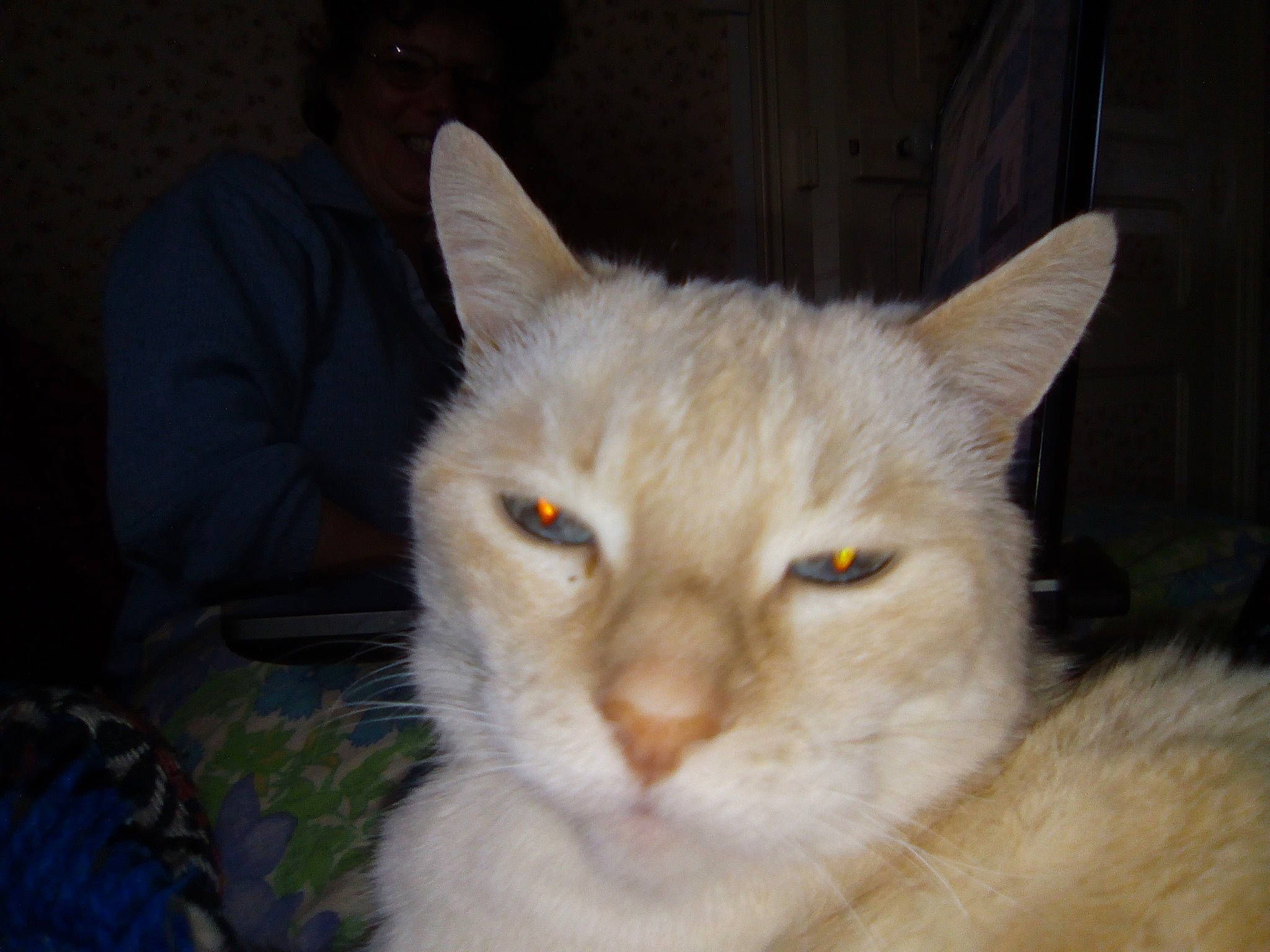 Paques participe au concours pour gagner de l'argent avec cette photo : burmilla, carnivore, cat, close_up, colorpoint_shorthair, domestic_long_haired_cat, ear, eye, felidae, fur, head, iris, mammal, nose, organ, small_to_medium_sized_cats, turkish_angora, turkish_van, vertebrate, whiskers