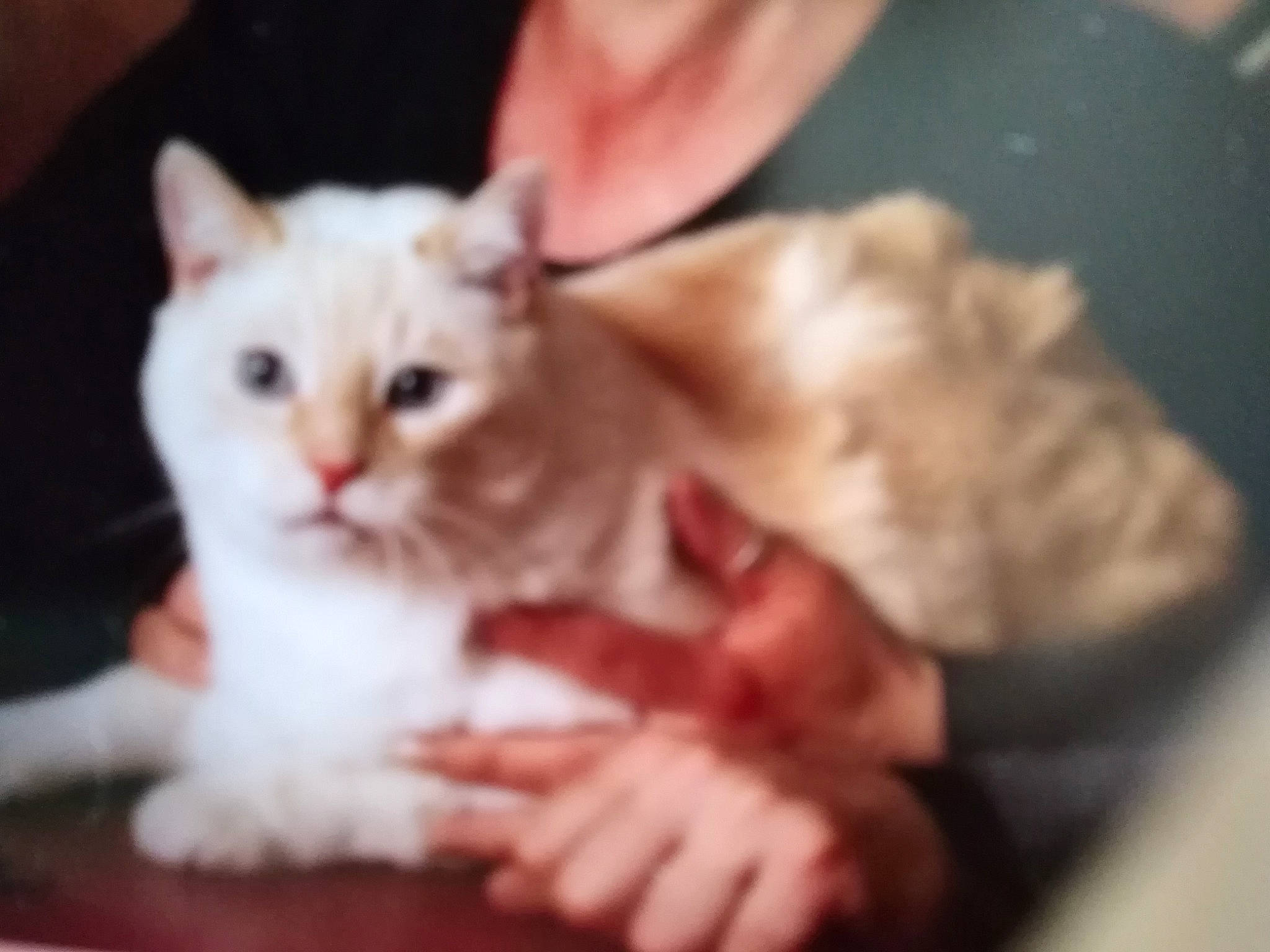 Paques a rejoint le concours — aidez-le/la à gagner de superbes lots ! carnivore, cat, claw, domestic_short_haired_cat, fawn, felidae, fur, gesture, nail, paw, photo_caption, small_to_medium_sized_cats, snout, tail, whiskers