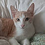 Coby joined the competition — help win amazing prizes! cat, orange_and_white, pet, feline, cute, lying_down, indoor, cozy, quilt, pillow, whiskers, ears, eyes, fur, animal, domestic, resting, close_up, young_cat, curious