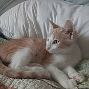 Coby is registered to the contest to win money with this photo: cat, ginger_cat, white_cat, pet, feline, animal, quilt, blanket, pillow, indoor, resting, fur, cute, whiskers, ears, paw, alert, side_view, cozy, domestic