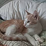 cat, ginger_cat, white_cat, pet, feline, animal, quilt, blanket, pillow, indoor, resting, fur, cute, whiskers, ears, paw, alert, side_view, cozy, domestic
