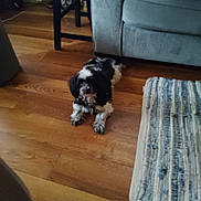 Fluffy joined the competition — help win amazing prizes! dog, indoor, wooden_floor, rug, couch, chair, black_and_white, pet, floor, small_dog, laying_down, domestic_animal, furniture, home, cozy, companion, animal, resting, cute, living_room